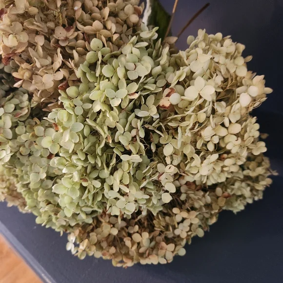 Very Fragile Annabelle Hydrangeas Over 5 Stems - Picture 2 of 7